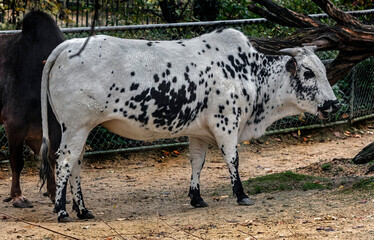 Zebu nano cow near the fence
