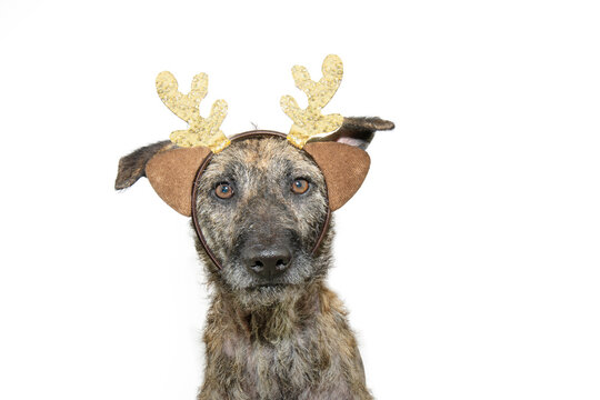 Portrait rescued mixed-breed dog celebrating christmas wearing a reindeer antlers. Isolated on white background