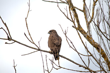 Fototapeta premium Common buzzard (Buteo buteo) perched on tree branch. Ornithology. Bird of prey. Animal idea concept. Common buzzard. 