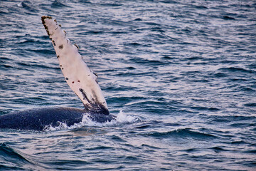Obraz premium Humpback whale with a fin in the air