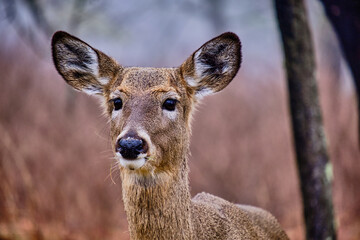 Obraz premium deer in the woods