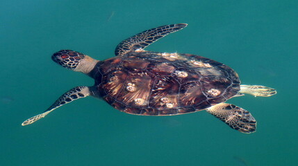 Żółwie morskie Oman (Turtles) © Grzegorz