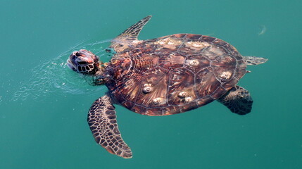 Żółwie morskie Oman (Turtles) © Grzegorz