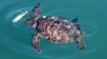 Żółwie morskie Oman (Turtles) © Grzegorz