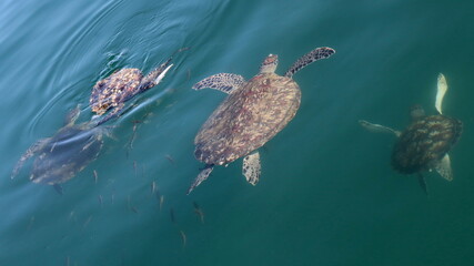 Żółwie morskie Oman (Turtles) © Grzegorz