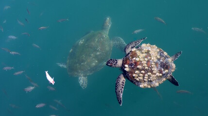 Żółwie morskie Oman (Turtles)