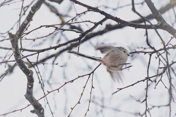 a long-tailed tit, aegithalos caudatus, perched on a tree at a winter day