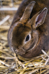Exhibition of purebred rabbits - rabbit, rabbits presented during the Świętokrzyska Rabbit Exhibition - Kielce 2024 - selective focus © ukasz