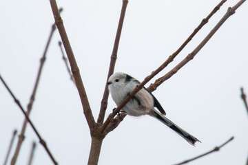 a long-tailed tit, aegithalos caudatus, perched on a tree at a winter day