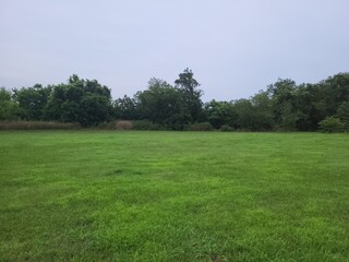 Fototapeta premium Lush Field