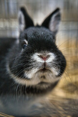 Exhibition of purebred rabbits - rabbit, rabbits presented during the Świętokrzyska Rabbit Exhibition - Kielce 2024 - selective focus © ukasz