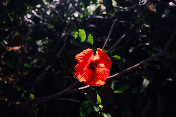 Obraz premium A wonderful red Hibiscus flower in a garden in La Orotava