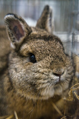 Exhibition of purebred rabbits - rabbit, rabbits presented during the Świętokrzyska Rabbit Exhibition - Kielce 2024 - selective focus © ukasz