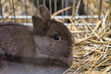 Exhibition of purebred rabbits - rabbit, rabbits presented during the Świętokrzyska Rabbit Exhibition - Kielce 2024 - selective focus © ukasz
