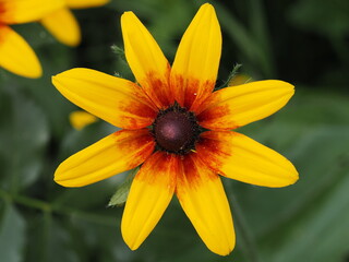 Kwiat w kolorach żółtym, czerwonym i purpurowym © Nature Observatory