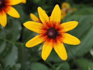 Kwiat w kolorach żółtym, czerwonym i purpurowym © Nature Observatory