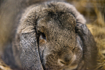 Exhibition of purebred rabbits - rabbit, rabbits presented during the Świętokrzyska Rabbit Exhibition - Kielce 2024 - selective focus © ukasz