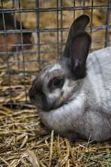Exhibition of purebred rabbits - rabbit, rabbits presented during the Świętokrzyska Rabbit Exhibition - Kielce 2024 - selective focus © ukasz