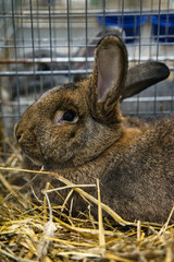 Exhibition of purebred rabbits - rabbit, rabbits presented during the Świętokrzyska Rabbit Exhibition - Kielce 2024 - selective focus © ukasz
