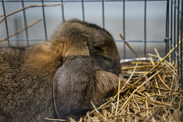 Exhibition of purebred rabbits - rabbit, rabbits presented during the Świętokrzyska Rabbit Exhibition - Kielce 2024 - selective focus © ukasz
