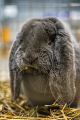 Exhibition of purebred rabbits - rabbit, rabbits presented during the Świętokrzyska Rabbit Exhibition - Kielce 2024 - selective focus © ukasz