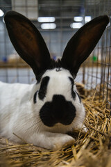 Exhibition of purebred rabbits - rabbit, rabbits presented during the Świętokrzyska Rabbit Exhibition - Kielce 2024 - selective focus © ukasz