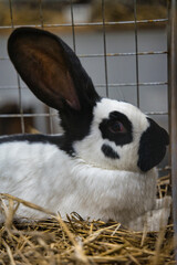 Exhibition of purebred rabbits - rabbit, rabbits presented during the Świętokrzyska Rabbit Exhibition - Kielce 2024 - selective focus © ukasz