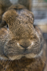 Exhibition of purebred rabbits - rabbit, rabbits presented during the Świętokrzyska Rabbit Exhibition - Kielce 2024 - selective focus © ukasz