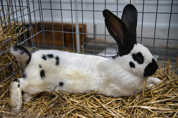 Exhibition of purebred rabbits - rabbit, rabbits presented during the Świętokrzyska Rabbit Exhibition - Kielce 2024 - selective focus © ukasz