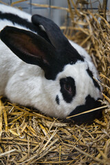 Exhibition of purebred rabbits - rabbit, rabbits presented during the Świętokrzyska Rabbit Exhibition - Kielce 2024 - selective focus © ukasz