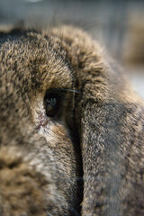 Exhibition of purebred rabbits - rabbit, rabbits presented during the Świętokrzyska Rabbit Exhibition - Kielce 2024 - selective focus © ukasz