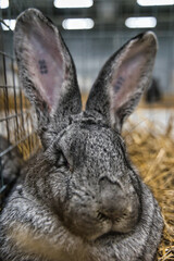 Exhibition of purebred rabbits - rabbit, rabbits presented during the Świętokrzyska Rabbit Exhibition - Kielce 2024 - selective focus © ukasz