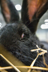 Exhibition of purebred rabbits - rabbit, rabbits presented during the Świętokrzyska Rabbit Exhibition - Kielce 2024 - selective focus © ukasz