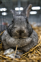 Exhibition of purebred rabbits - rabbit, rabbits presented during the Świętokrzyska Rabbit Exhibition - Kielce 2024 - selective focus © ukasz