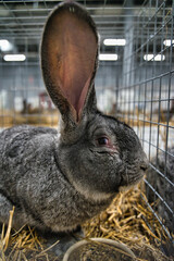 Exhibition of purebred rabbits - rabbit, rabbits presented during the Świętokrzyska Rabbit Exhibition - Kielce 2024 - selective focus © ukasz