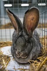 Exhibition of purebred rabbits - rabbit, rabbits presented during the Świętokrzyska Rabbit Exhibition - Kielce 2024 - selective focus © ukasz
