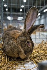 Exhibition of purebred rabbits - rabbit, rabbits presented during the Świętokrzyska Rabbit Exhibition - Kielce 2024 - selective focus © ukasz