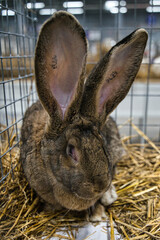 Exhibition of purebred rabbits - rabbit, rabbits presented during the Świętokrzyska Rabbit Exhibition - Kielce 2024 - selective focus © ukasz