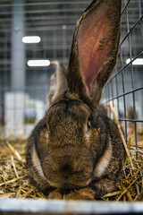 Exhibition of purebred rabbits - rabbit, rabbits presented during the Świętokrzyska Rabbit Exhibition - Kielce 2024 - selective focus © ukasz