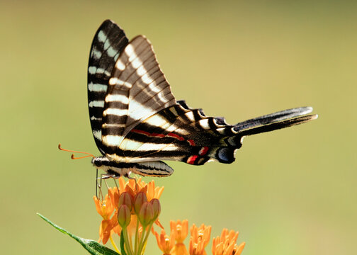 Zebra Swallowtail on butterfly weed milkweed in the summer.