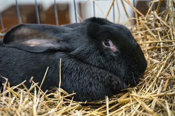 Exhibition of purebred rabbits - rabbit, rabbits presented during the Świętokrzyska Rabbit Exhibition - Kielce 2024 - selective focus © ukasz