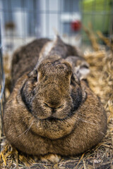 Exhibition of purebred rabbits - rabbit, rabbits presented during the Świętokrzyska Rabbit Exhibition - Kielce 2024 - selective focus © ukasz