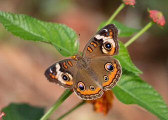 Obraz premium Common Buckeye butterfly on lantana flowering plant in the garden
