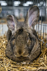 Exhibition of purebred rabbits - rabbit, rabbits presented during the Świętokrzyska Rabbit Exhibition - Kielce 2024 - selective focus © ukasz