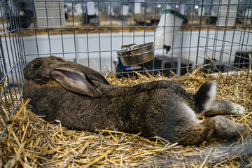 Exhibition of purebred rabbits - rabbit, rabbits presented during the Świętokrzyska Rabbit Exhibition - Kielce 2024 - selective focus © ukasz