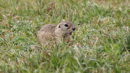 Suseł - Rezerwat Mlada Boleslaw Czechy
