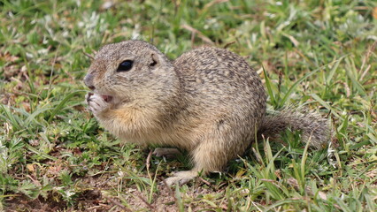 Suseł - Rezerwat Mlada Boleslaw Czechy
