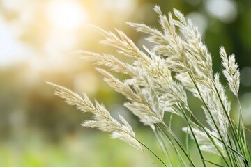 Obraz premium Sunlit grasses sway gently in a tranquil meadow during a warm afternoon
