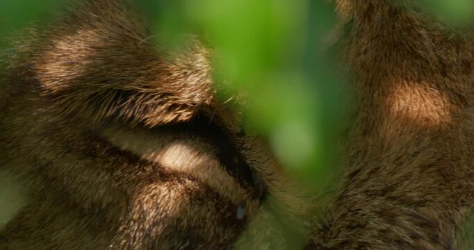Extreme close up of a lioness' (Panthera leo) eye under shade in the savannah during the morning in Kenya.