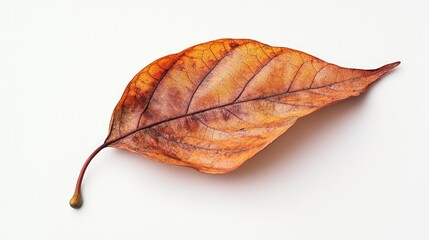 Fototapeta premium Single brown, dried leaf on white.